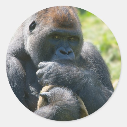 Silverback Gorilla en zijn portemonnee Ronde Sticker (Voorkant)