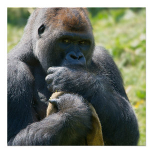 Silverback Gorilla en zijn Poster in de bloedbaan