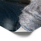 Silverback Gorilla en zijn Poster in de bloedbaan (Hoek)