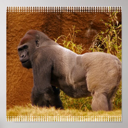 Silverback Gorilla Foto afdrukken Poster (Voorkant)