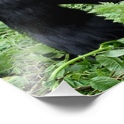 Silverback gorilla-fotoafdrukken foto afdruk (Hoek)