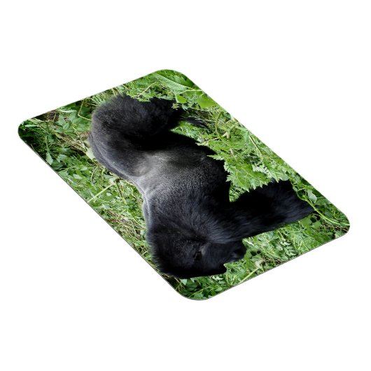 Silverback gorilla fotomagneet magneet (Rechterzijde)