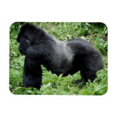 Silverback gorilla fotomagneet magneet (Horizontaal)