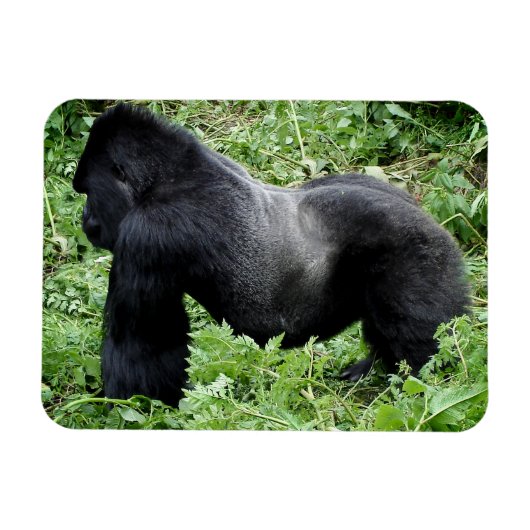 Silverback gorilla fotomagneet magneet (Horizontaal)