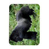 Silverback gorilla fotomagneet magneet (Verticaal)
