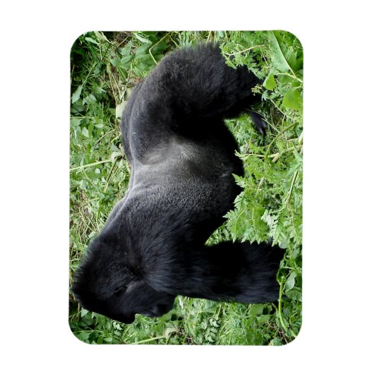 Silverback gorilla fotomagneet magneet (Verticaal)
