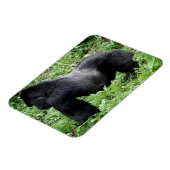 Silverback gorilla fotomagneet magneet (Linkerzijde)