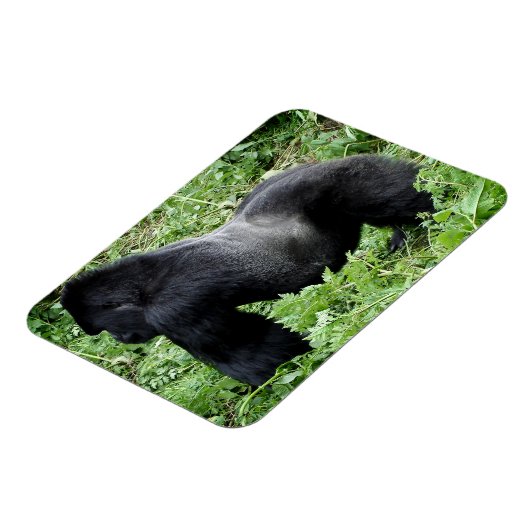 Silverback gorilla fotomagneet magneet (Linkerzijde)