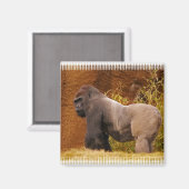Silverback Gorilla fotomagneet Magneet (Voorkant / Achterkant)