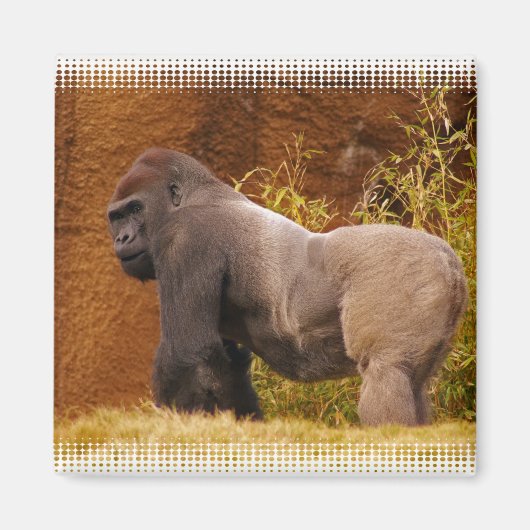 Silverback Gorilla fotomagneet Magneet (Voorkant)