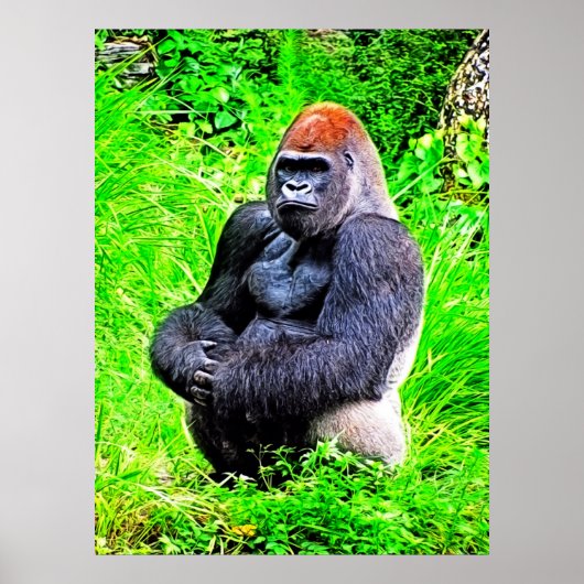 Silverback Gorilla fotoschilderen Poster (Voorkant)