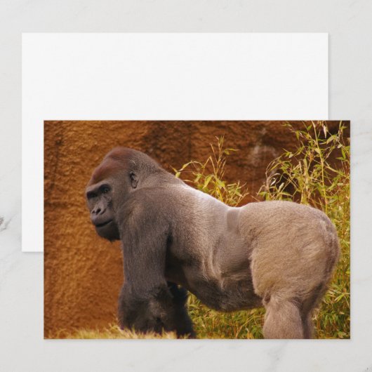 Silverback Gorilla Fotouitnodiging Kaart (Voorkant / Achterkant)