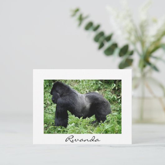 Silverback gorilla in Rwanda, wit briefkaart (Staand voorkant)