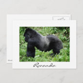 Silverback gorilla in Rwanda, wit briefkaart (Voorkant / Achterkant)