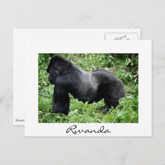 Silverback gorilla in Rwanda, wit briefkaart (Voorkant / Achterkant)