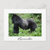 Silverback gorilla in Rwanda, wit briefkaart (Voorkant)