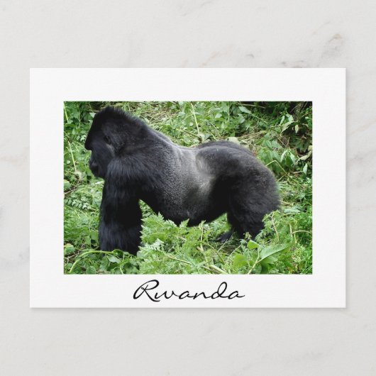 Silverback gorilla in Rwanda, wit briefkaart (Voorkant)