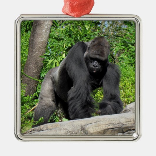 Silverback Gorilla Ornament (Voorkant)