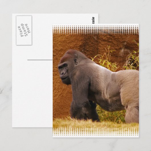 Silverback Gorilla Photo Briefkaart (Voorkant / Achterkant)