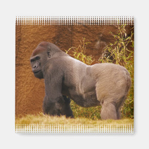 Silverback Gorilla Photo Magnet