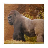 Silverback Gorilla Photo Tile Tegeltje (Voorkant)