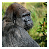 Silverback Gorilla Poster (Voorkant)