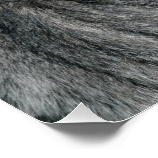 Silverback Gorilla Poster (Hoek)