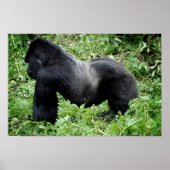 Silverback gorilla-poster afdrukken poster (Voorkant)
