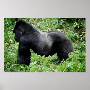 Silverback gorilla-poster afdrukken poster