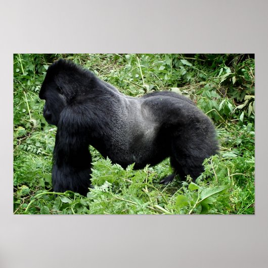 Silverback gorilla-poster afdrukken poster (Voorkant)