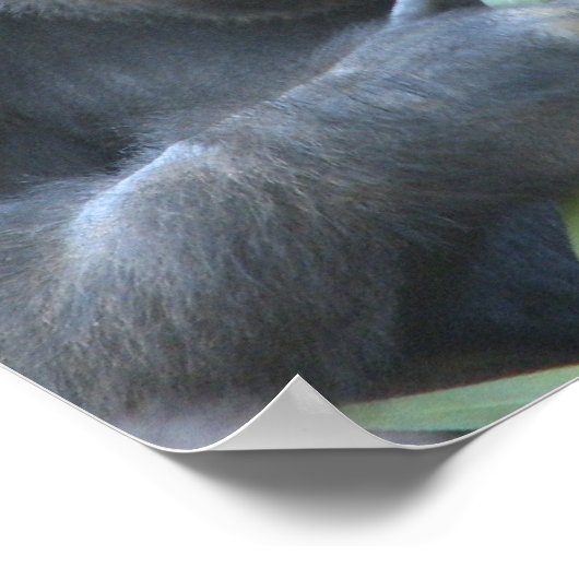 Silverback Gorilla Poster Print (Hoek)