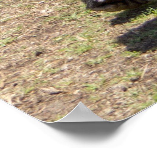 Silverback Gorilla Print (Hoek)