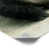 Silverback Gorilla Print (Hoek)