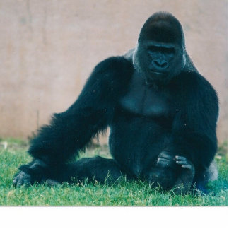 SILVERBACK GORILLA STAAND FOTOBEELDJE