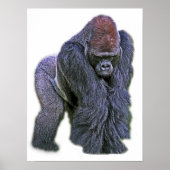 Silverback Gorilla, White Back (g2p2) Poster (Voorkant)