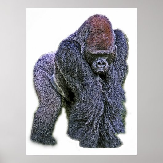 Silverback Gorilla, White Back (g2p2) Poster (Voorkant)