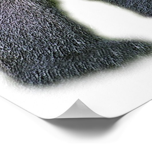 Silverback Gorilla, White Back (g2p2) Poster (Hoek)