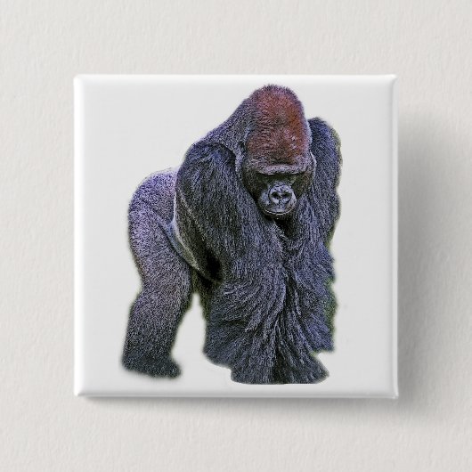 Silverback Gorilla, White Back (g2p2) Vierkante Button 5,1 Cm (Voorkant)
