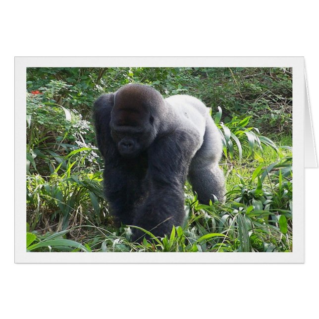 Silverback in beweging (Voorkant Horizontaal)