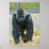 Silverback in beweging poster (Voorkant)
