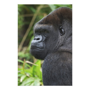 Silverback Lowland Gorilla, Gorilla Captive Foto Afdruk
