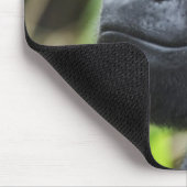 Silverback Lowland Gorilla, Gorilla Captive Muismat (Hoek)