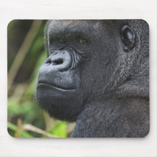 Silverback Lowland Gorilla, Gorilla Captive Muismat (Voorkant)