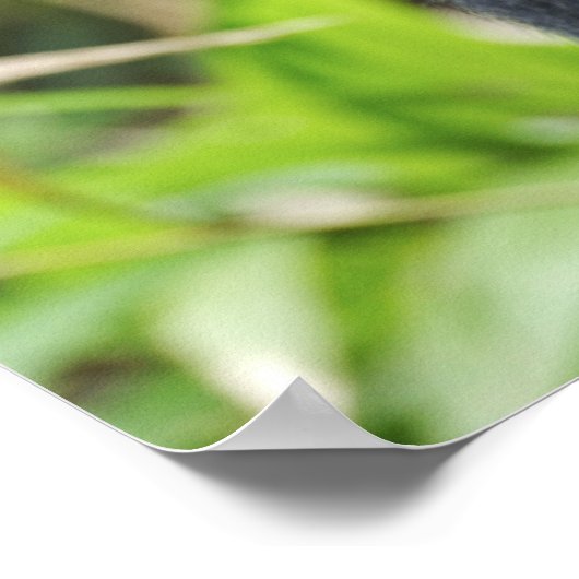 Silverback Lowland Gorilla, Gorilla Captive Poster (Hoek)