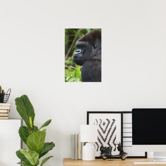 Silverback Lowland Gorilla, Gorilla Captive Poster (Thuiskantoor)
