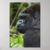 Silverback Lowland Gorilla, Gorilla Captive Poster (Voorkant)