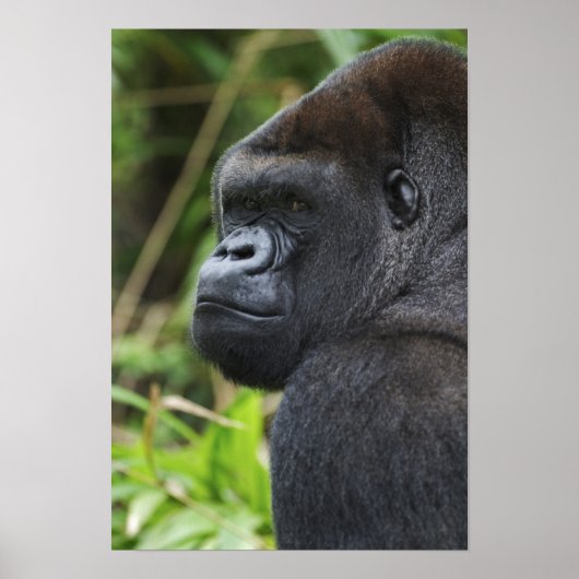 Silverback Lowland Gorilla, Gorilla Captive Poster (Voorkant)