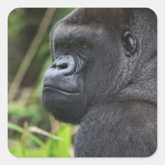 Silverback Lowland Gorilla, Gorilla Captive Vierkante Sticker (Voorkant)