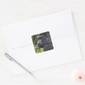 Silverback Lowland Gorilla, Gorilla Captive Vierkante Sticker (Envelop)