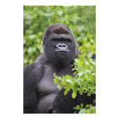 Silverback Lowland Gorilla, Gorilla gorilla, Foto Afdruk (Voorkant)